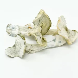 Buy Albino A+ Mushroom Online in the USA