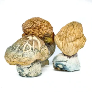 Buy Burmese Mushroom Online in USA