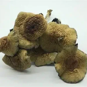 Buy Cuban Mushroom Online in the USA