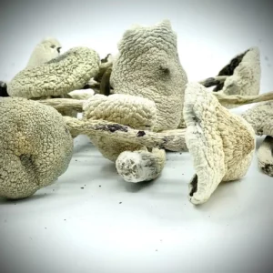 Buy Shrooms Online in the USA